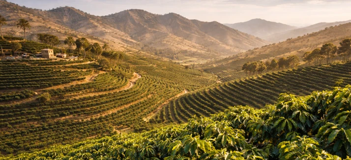 Coffee plantation landscape